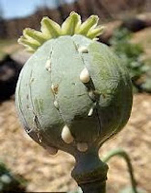 L’athéisme est l’opium du peuple